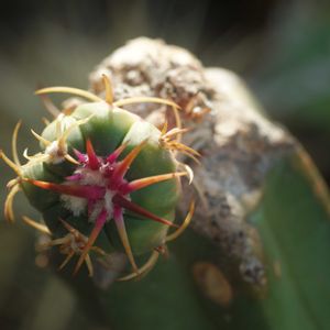 ハオルチア,多肉植物,観葉植物,塊根植物,サボテン科の画像