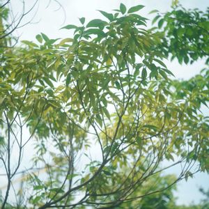 ハオルチア,多肉植物,観葉植物,塊根植物,サボテン科の画像