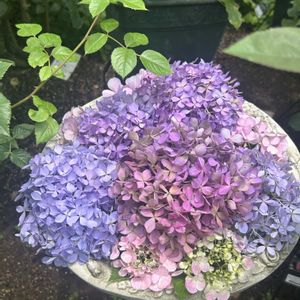 ピーチパイン,マリーヘンリエッテ,ロサオリエンティス,ヤマアジサイ,紫陽花 アジサイ あじさいの画像