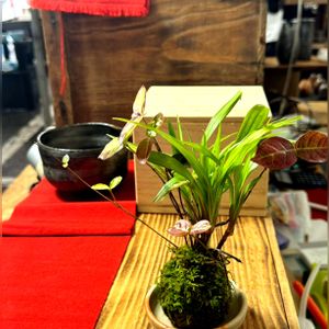 苔玉,陶器市,水澤観音,人に優しく,つなぐ、つながるの画像