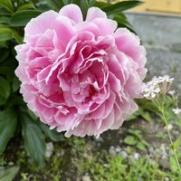 芍薬,北海道,元気に育て！,ピンクが綺麗,お隣のお花の画像