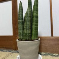 サンセベリア・キリンドリカ,サンセベリア スタッキー,サンセベリア,観葉植物,キッチンの画像