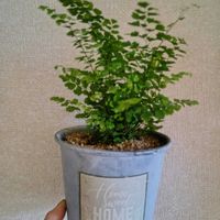 アジアンタム,植物のある暮らし,植中毒,でけたしこ園芸,その他部屋の画像