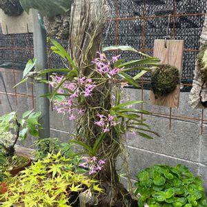 アスコフィネチア　チェリーブロッサム,流木,ラン科,洋ラン,着生ランの画像