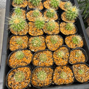 サボテン,キンシャチ,キンシャチ,多肉植物,鉢植えの画像