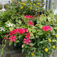 プミラ,サンビタリア,日々草 フェアリースター,クリーピング タイム,夏の寄せ植えの画像