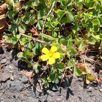 カタバミの画像