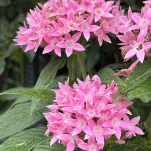 ペンタス,ペンタス,ネコ好き,白い花,ピンクの花の画像