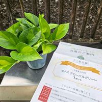 ポトス　グローバルグリーン,鉢植え,明るい日陰,プランター,PRの画像