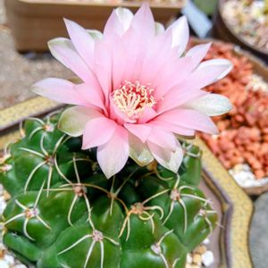多肉植物,サボテンの花,元気に育て♡の画像