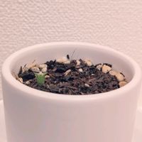 サボテン,サボテン,観葉植物の画像
