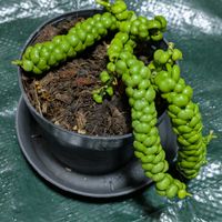 ディスキディア,ディスキディア ドラゴンジェイド,観葉植物の画像