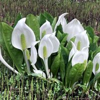 ノイバラ,バラ,ミズバショウ,ラナンキュラス ゴールドコイン,バラ園の画像