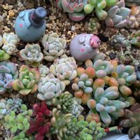 多肉箱庭,植中毒,信楽狸倶楽部の画像
