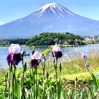 アヤメ,アイリス,iPhone撮影,河口湖大石公園,チーム花が好き♡の画像