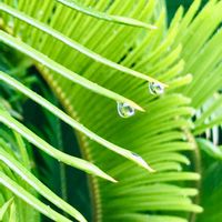 ソテツ,緑のある風景,五月雨,お出かけ先の画像