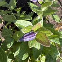 シラネアオイ,ナス,ツリガネテッセン,山野草,家庭菜園の画像