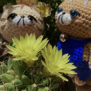 サボテンの花,ソクモン祭り,寝落ち倶楽部,2021たにく組,一日遅れてめんごめんごの画像