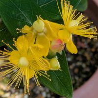 カンナ,キリンソウ,コンロンカ,ヒペリカム,おうち園芸の画像