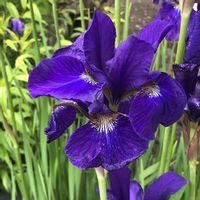 アヤメ,アヤメ,花のある暮らし,緑のある暮らし,北海道の画像