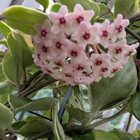 ホヤ・カルノーサ,ホヤ・カルノーサ・リップカラー,多肉植物,葉挿し,多肉寄せ植えの画像