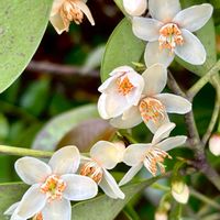 サカキ,サカキの花,サカキの若い果実,サカキの果実,サカキの冬芽の画像