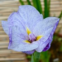 アヤメ,アヤメ,イチハツ,イチハツ,ハナショウブの画像