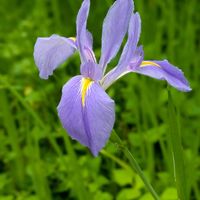 アヤメ,カキツバタ,アイリス,ダッチアイリス,キショウブの画像