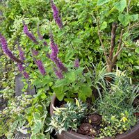 ベロニカ,カリロファス サニーチャープ,鑑賞用トウガラシウチュウクリーム,花のある暮らし,植中毒の画像
