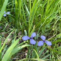 イチハツ,チリアヤメ,スイセンアヤメ  スパラキシス,昭和記念公園,散歩の画像