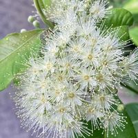 レモンマートル,ハーブティの画像
