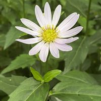 ミヤマヨメナ,山野草の画像
