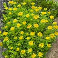 キリンソウ,キンギョソウ,花のある暮らし,お花大好き♡,お散歩ちゃんキーホルダーの画像