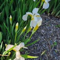 アヤメ,花のある暮らし,スマホ撮影,癒やし,今日のお花の画像