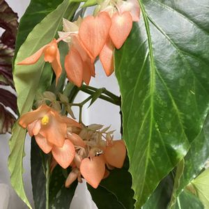 レックスベコニア,木立ベコニア,葉挿し,花友さんに感謝♡,中島みゆき糸つながりの画像