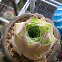 塊根植物,アエオニウム,コーデックス,ベランダの画像