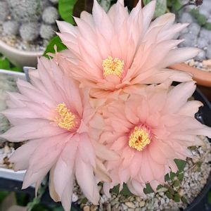 サボテン,ギムノカリキウム属 聖王丸 (ペンタカンサ),うどん県人会,うどん県西支部,小さな庭の画像