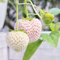 イチゴ,天使のいちご,いちご,ガーデニング,花のある暮らしの画像