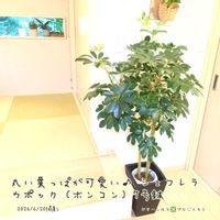 シェフレラ,カポック,シェフレラ(ホンコンカポック),シェフレラ(ホンコンカポック),カポック(シェフレラ)の画像