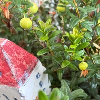 クランベリー,植物のある暮らし,ほしつながり,たいせつななかま♡,ＧＳは笑顔で⭐️の画像