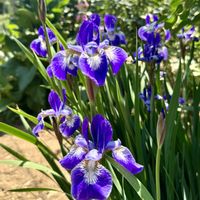 アヤメ,天まで届け,今日の１枚,今日のお花,ちょっと過去picの画像