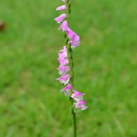 ネジバナ,芝生の庭,庭の画像