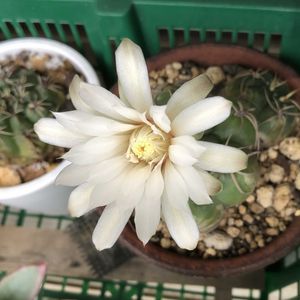 サボテン,緋花玉,サボテン ヒカダマ,多肉植物,鉢植えの画像