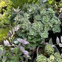 セダム,白ボタン,白ボタン,パリダム,おぼろ月の画像