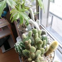 観葉植物,ガーデニング,多肉棚,多肉植物とサボテン,タニパトの画像