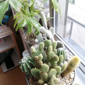 観葉植物,ガーデニング,多肉棚,多肉植物とサボテン,タニパトの画像