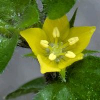 キリンソウ,キリンソウ,コナスビ,コナスビ, ツルマンネングサの画像