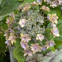 ハイドランジア,紫陽花,アジサイ　紫陽花,紫陽花 アジサイ あじさい,植物のある暮らしの画像