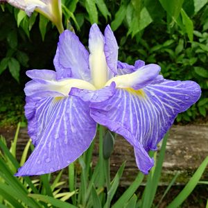 菖蒲,菖蒲,ショウブ,ショウブ,実家の庭の画像