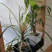 パキラ,トックリラン,竜神木,アエオニウム ハロウィーン,観葉植物の画像